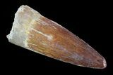 Real Spinosaurus Tooth - Nice Enamel Preservation #75180-1